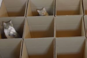 Кошки играют в прятки