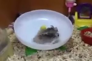 Прикольные хомячки на колесе