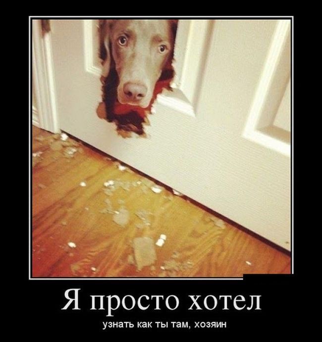 Демотиваторы