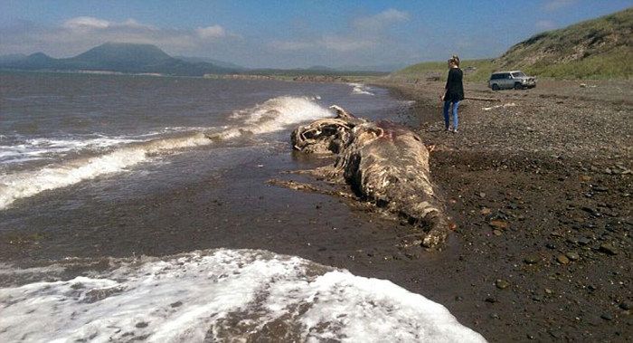 Останки неизвестного животного