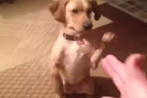 Вот так научил собаку