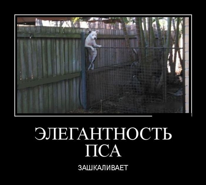 Демотиваторы