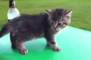 Нарезка новых видео приколов