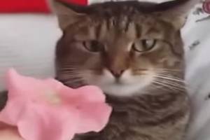 Странная реакция кота на цветок