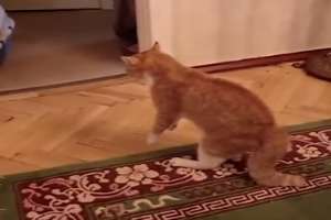 Очень злой кот