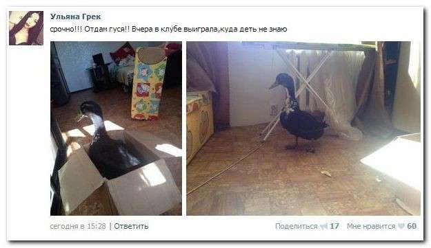Забавные комментарии из социальных сетей