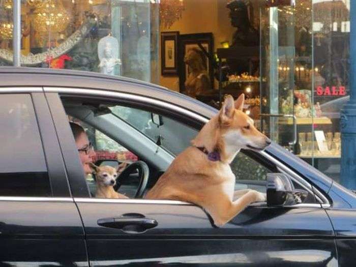 Юмористичные фотографии