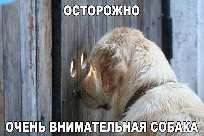Юмористичные снимки
