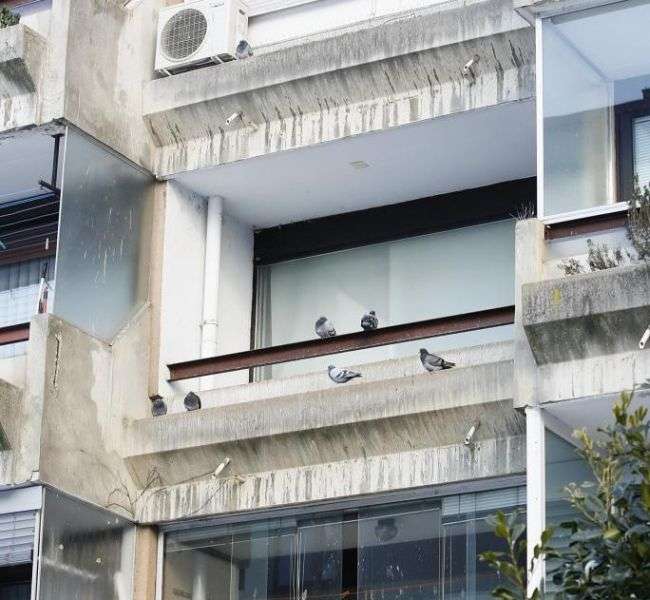Голубятня в квартире