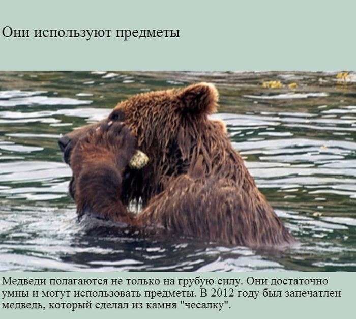 Интересные и малоизвестные факты о медведях