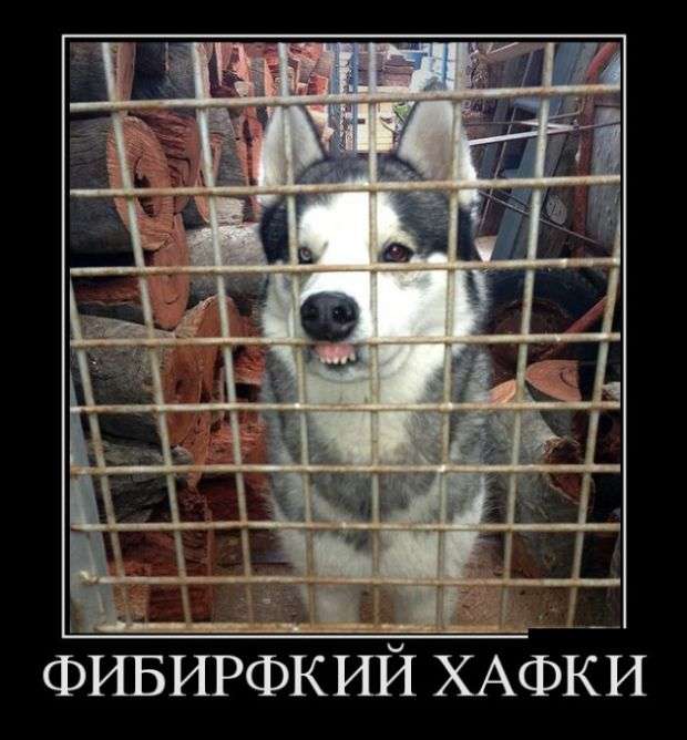 Демотиваторы
