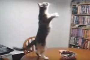 Коты-танцоры