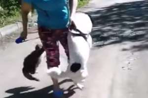 Кошка атакует собаку