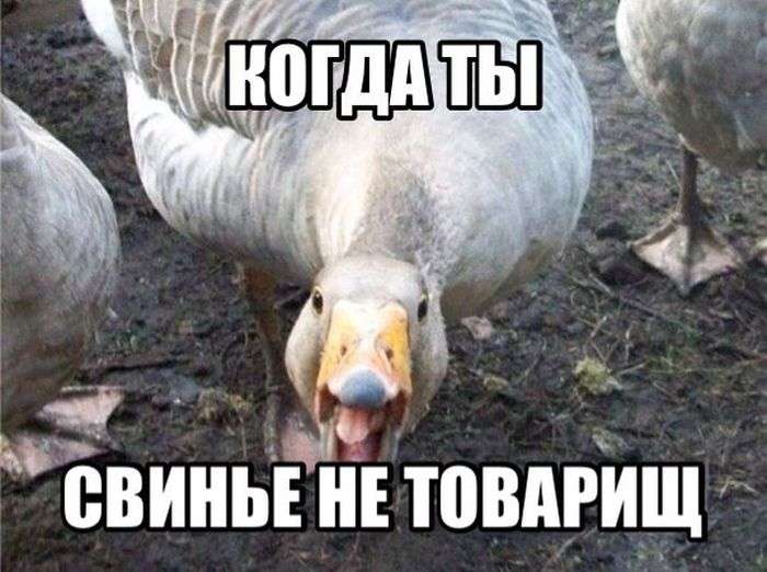 Улыбательные приколы