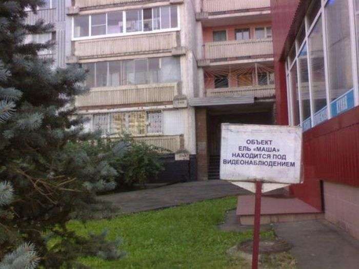 Маразмы