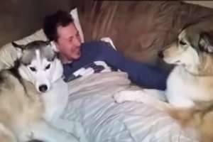 Собачья ревность