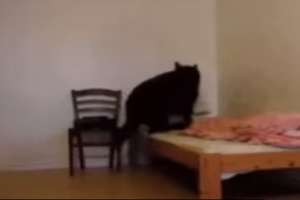 Чем занимается пес, когда хозяин уходит