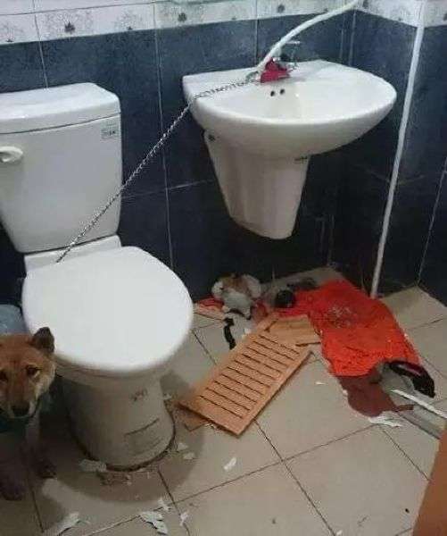 Пес, которого заперли в уборной