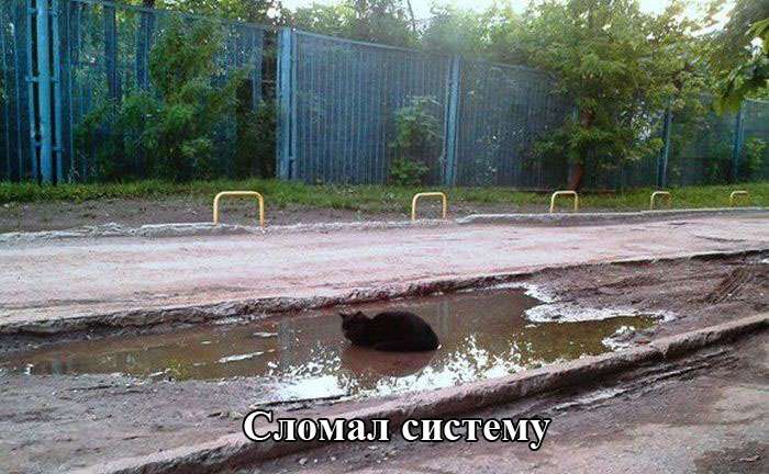 Заряд позитива в фото приколах