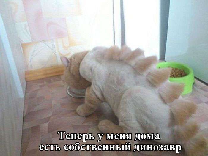 Свежие фото приколы
