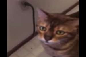 Одержимый кот