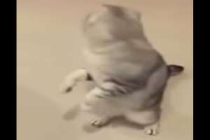 Отзывчивый кот