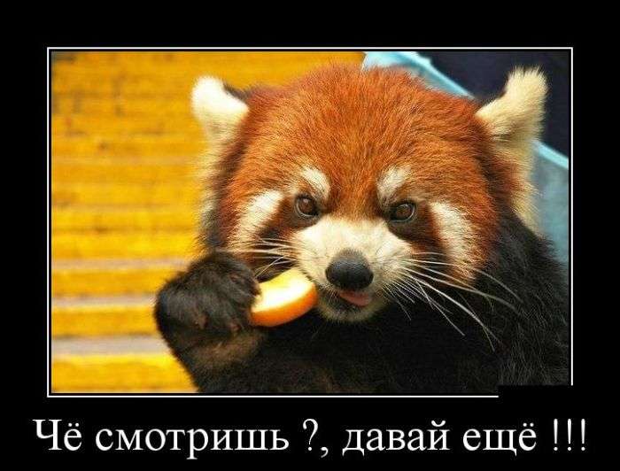 Отличная демотивация