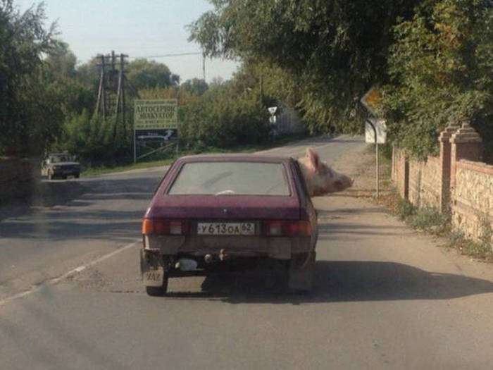 Приколы из России