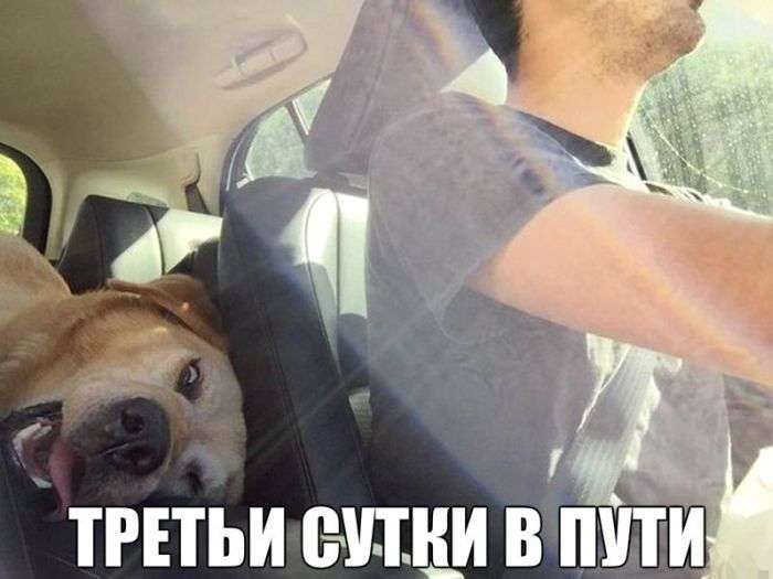 Классные автоприколы