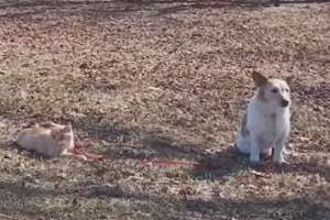 Кот держит собаку на поводке