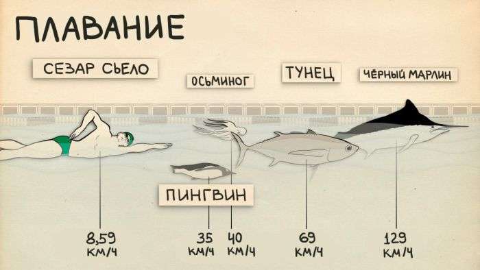 Сравнение спортсменов и животных