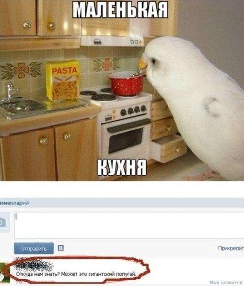 Смешные комментарии из социальных сетей