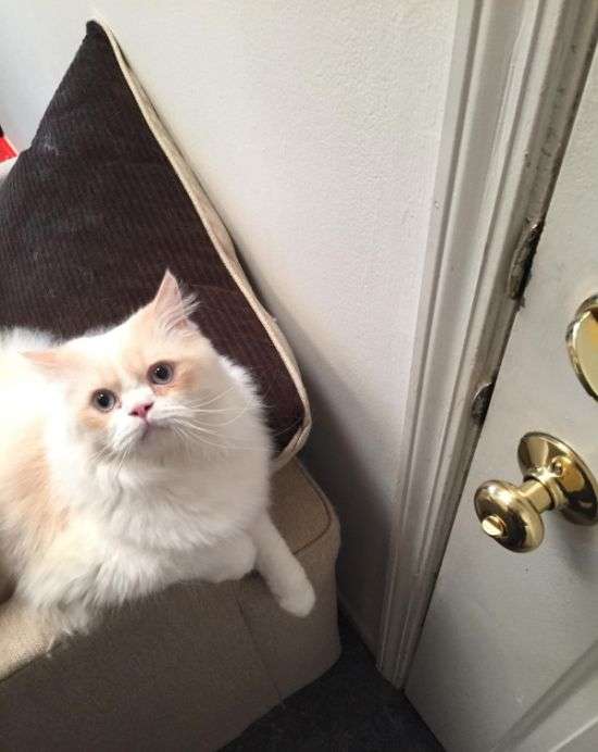 Кот которого сложно оставить одного дома