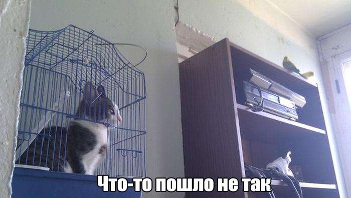 Прикольная фотоподборка