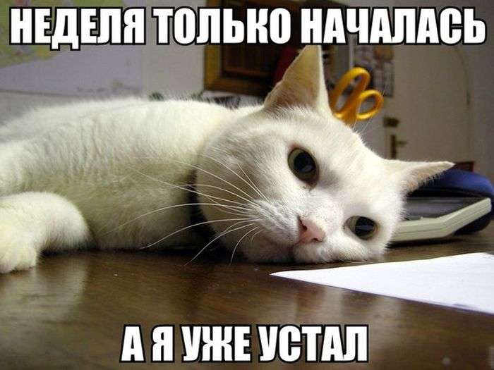 Юмористичные снимки
