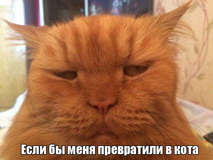 Забавные фотографии