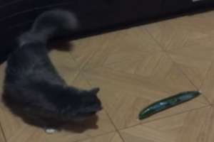 Реакция котов на огурец