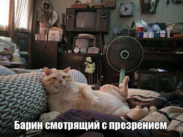 Юмористичные фотографии
