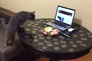 Отучаем кота лазить на стол