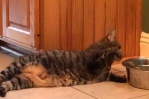 Ленивый кот