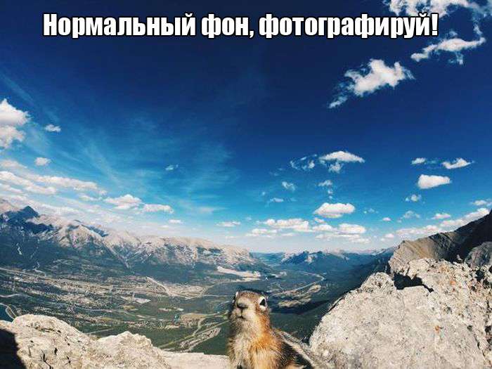 Веселые картинки