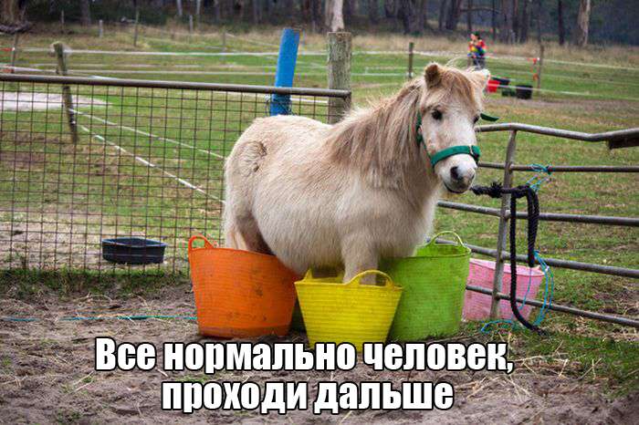 Юмор в фотографиях