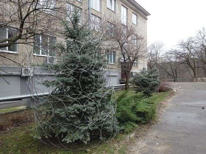 Как защитить елки от вандалов