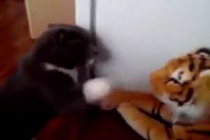 Кот отрабатывает удары