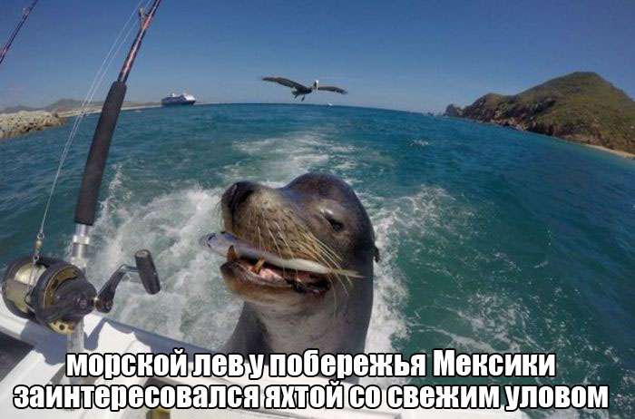 Заразительные фото приколы