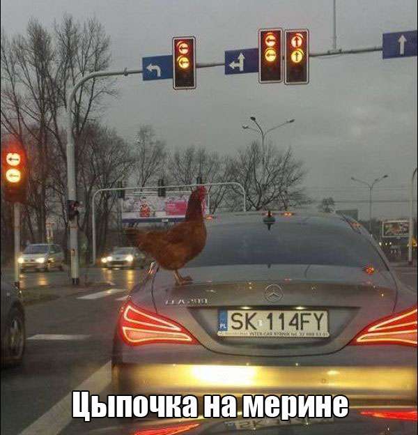 Прикольная фотоподборка
