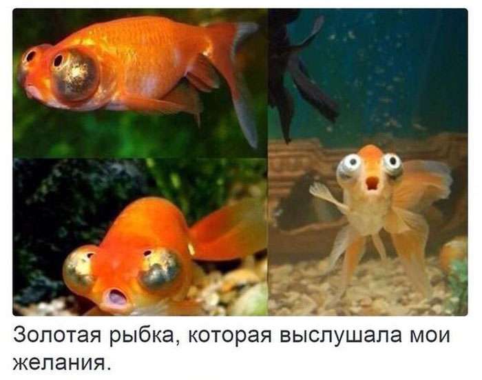 Прикольная фотоподборка