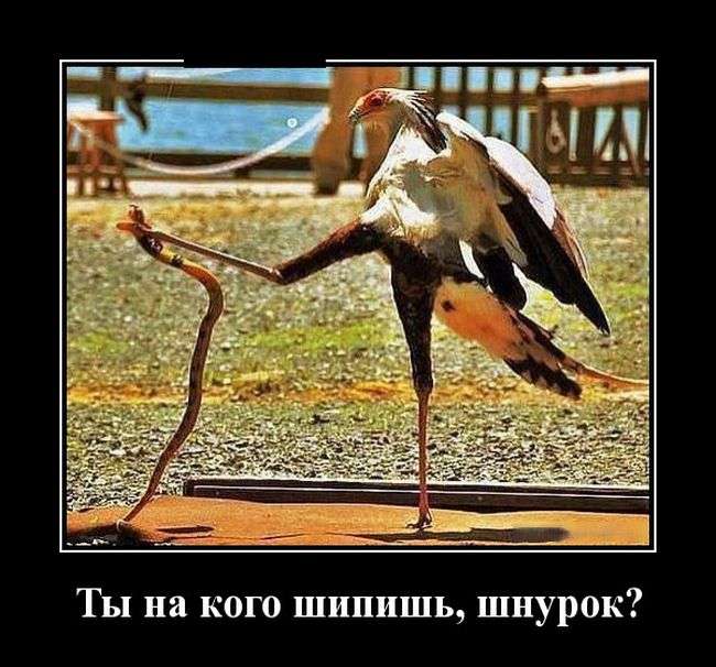 Демотиваторы