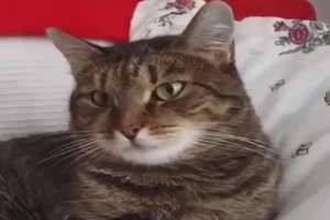 Шок для кота