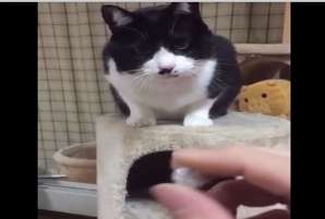 Любопытный кот